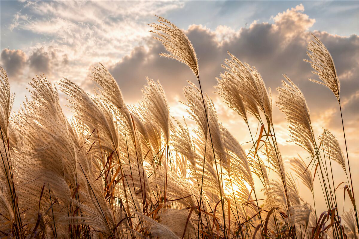 Fototapet Ierburi de pampas la apus