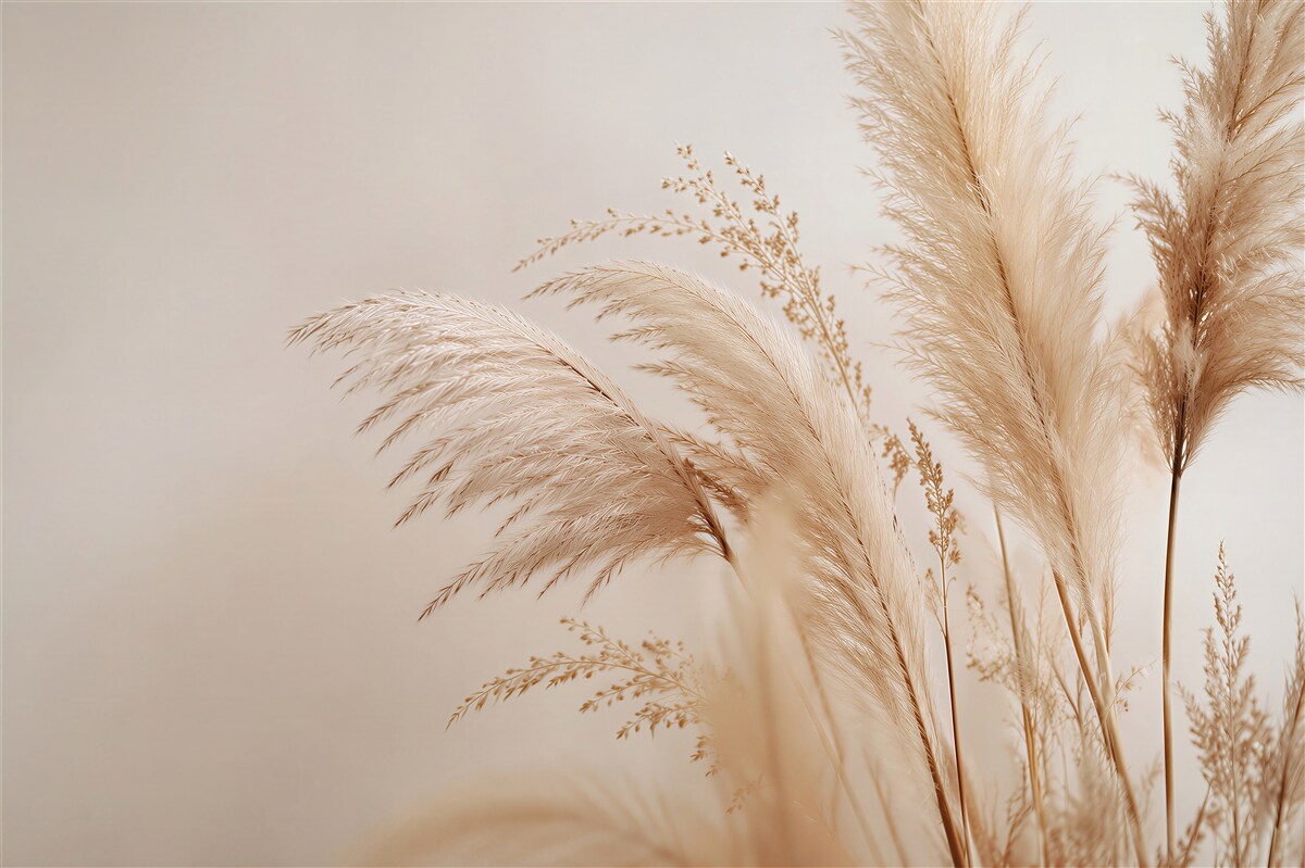 Fototapet Ierburi de pampas bej în stil delicat