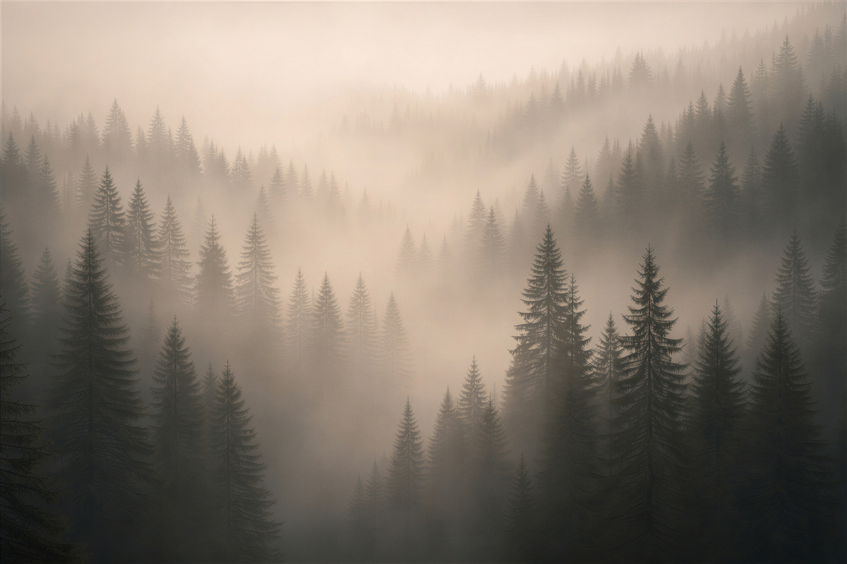 Fototapet Pădure de molizi în ceață la ivirea zorilor