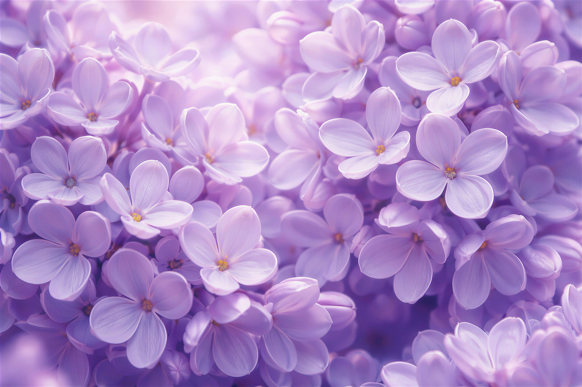 Fototapet Strălucire liliachie a florilor