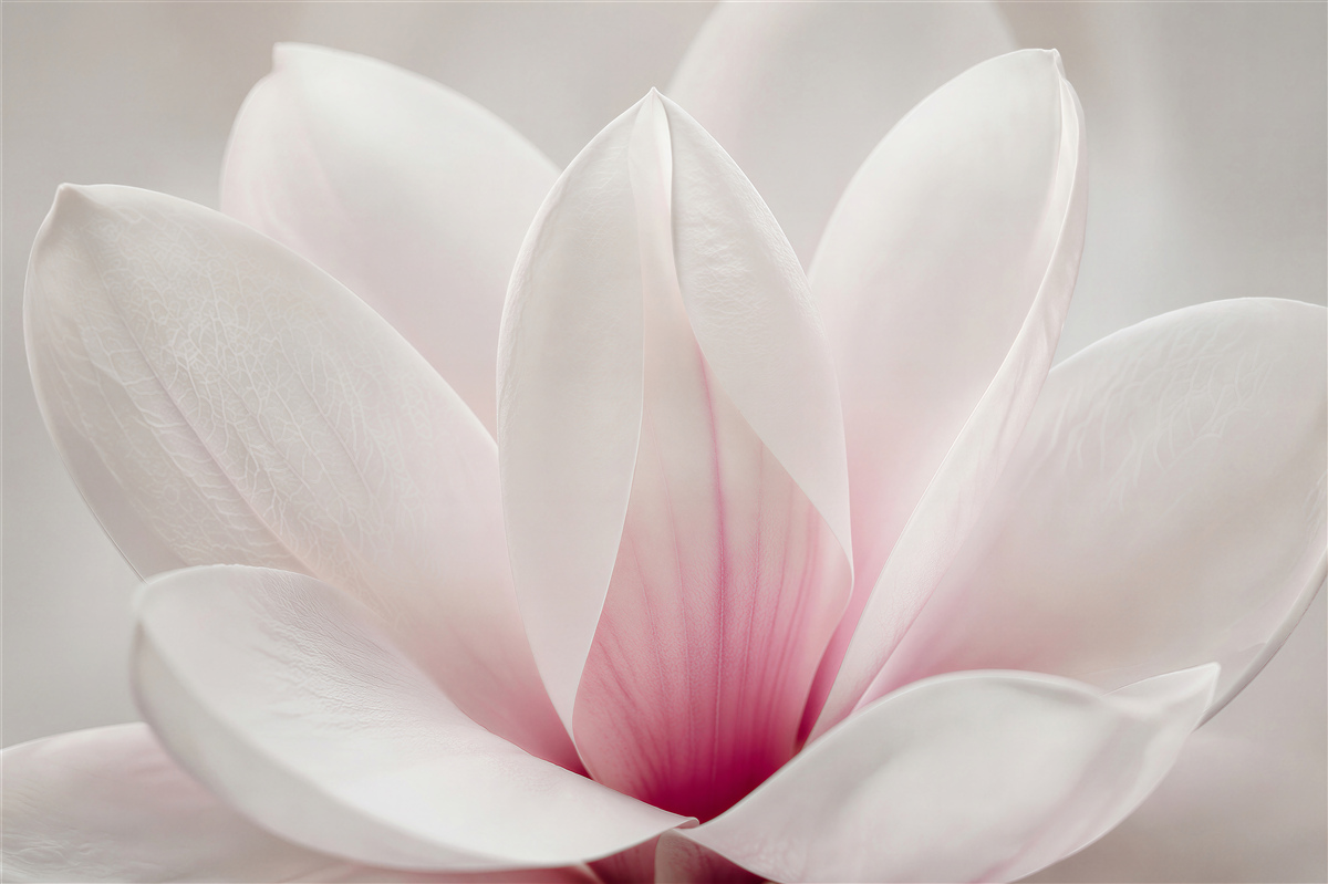 Fototapet Petale delicate de magnolie în prim-plan