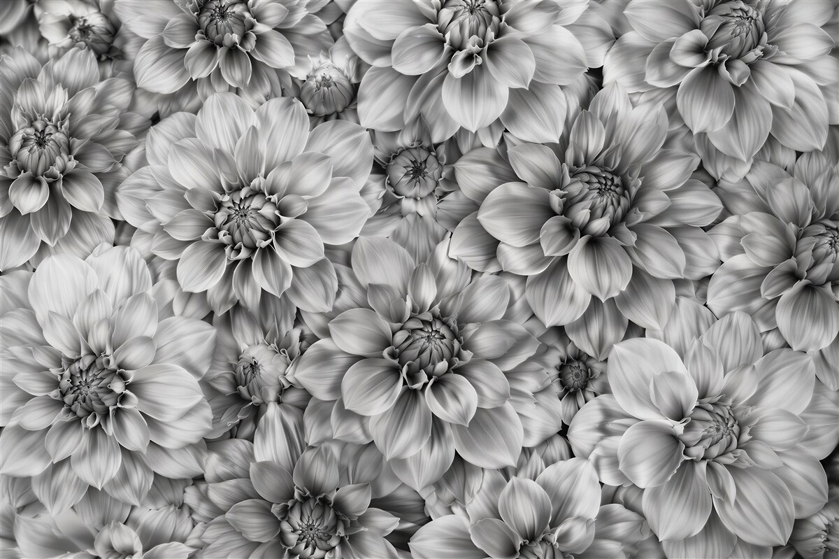 Fototapet Dalii monocrome grădină elegantă