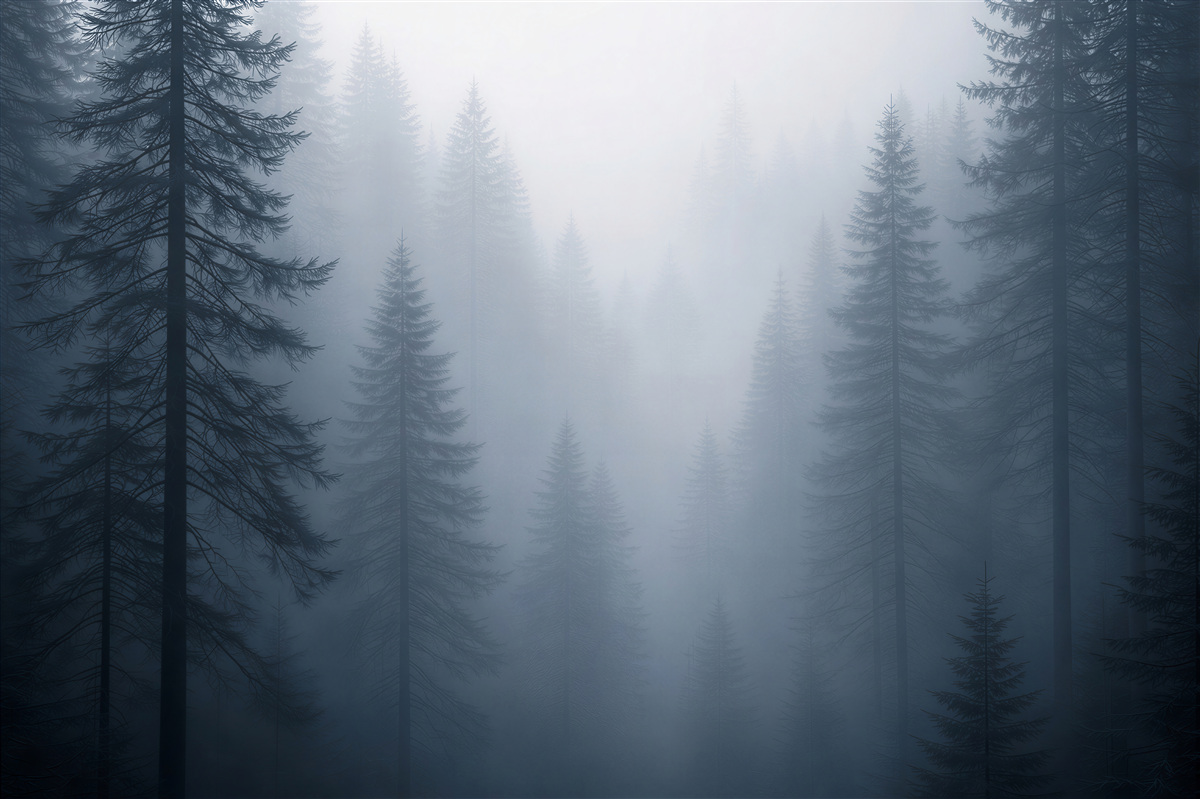 Fototapet Pădure misterioasă învăluită în ceață