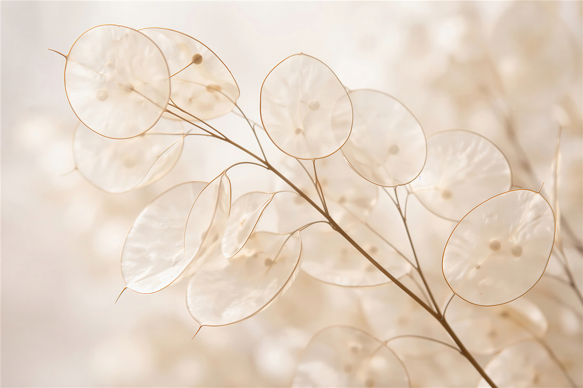 Fototapet Lunaria delicată în strălucire crem