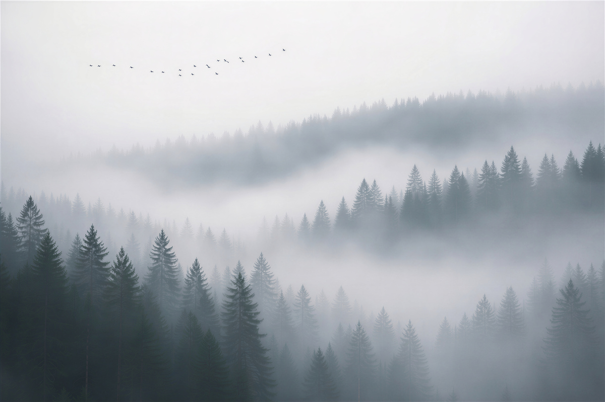 Fototapet Ceață de pădure în zori