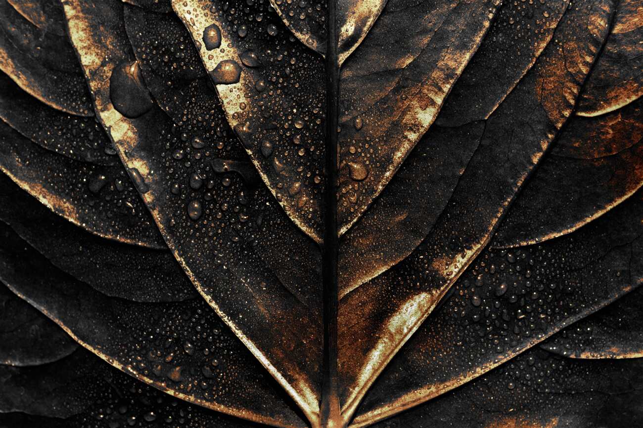 Last Product image