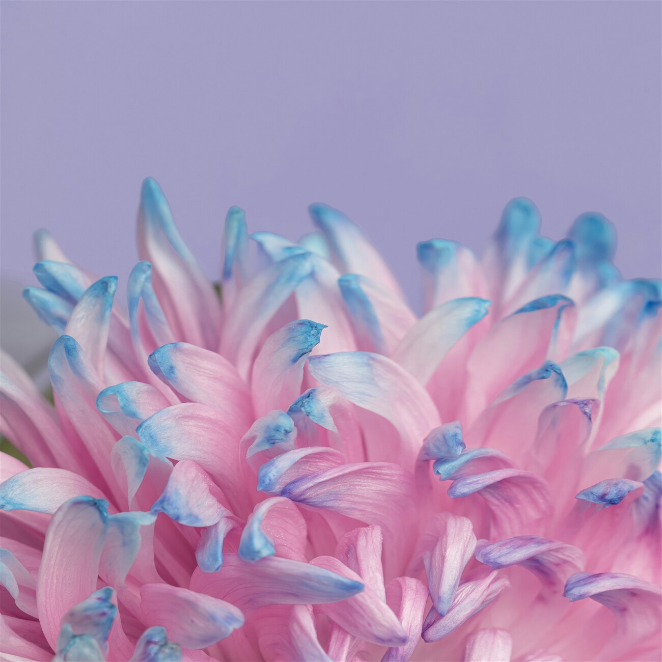 Last Product image